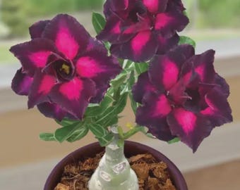 May include: A potted desert rose plant with three vibrant, dark purple and magenta flowers. The flowers have a star-like shape with a contrasting magenta center. The plant is in a brown pot with a bulbous, light green stem.