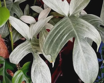 Philodendron white ghost starter plant *(ALL starter plants require you to purchase any 2 plants)*