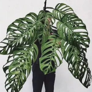 Monstera Plant - Etsy
