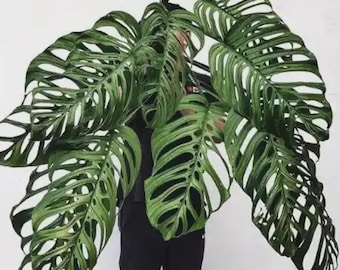 Monstera esqueleto starter plant *(ALL starter plants require you to purchase any 2 plants)*