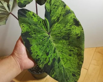 Colocasia Escuelenta Mojito starter plant *(ALL starter plants require you to purchase any 2 plants)*