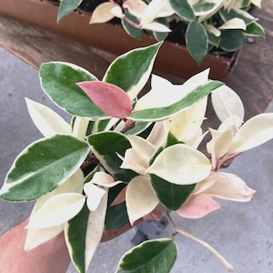 May include: Close-up of a Hoya plant with variegated leaves. The leaves display a mix of green, white, and pink hues. The plant is held in a hand, with a wooden planter visible in the background. The plant is a vibrant addition to any indoor space.