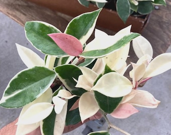 Hoya Krimson queen 4" potted plant *(ALL plants require you to purchase any 2 plants)*