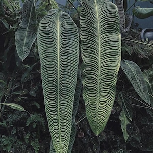 May include: Close-up of large, textured green leaves with prominent veining. The leaves have a long, slender shape and are surrounded by other foliage. The image showcases the intricate details of the plant's surface and the natural beauty of the leaves.