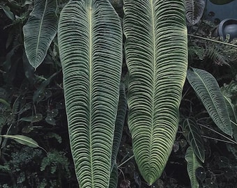 Anthurium Veitchii king 4" pot (2 plants per pot) *(ALL starter plants require you to purchase any 2 plants)*
