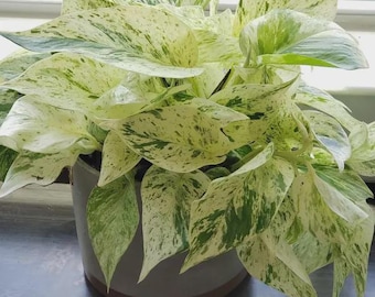 Pothos Marble queen starter plant *(ALL plants require you to purchase any 2 plants)*