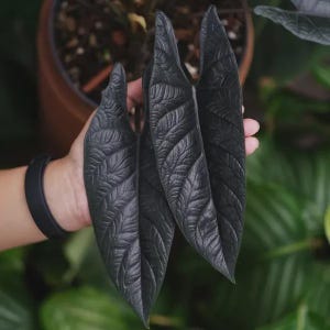 May include: Close-up of three large, dark green leaves with prominent veining. The leaves are held in a hand, with a blurred background of a potted plant and other greenery. The leaves have a textured surface.