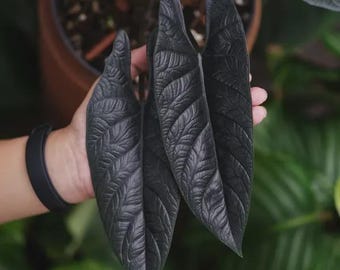 Alocasia scalprum rare starter plant *(ALL starter plants require you to purchase any 2 plants)*