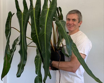 Philodendron Spiritus sancti unique rare starter plant *(ALL plants require you to purchase any 2 plants)*