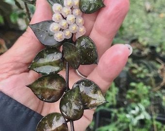 Hoya Black 4" potted plant * *(ALL starter plants require you to purchase any 2 plants)*