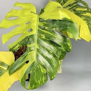 pink princess philodendron obi Philodendron 'Pink Princess'  Green Acres Nursery & Supply