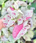Syngonium Milk confetti starter plant *(ALL plants require you to purchase any 2 plants)**
