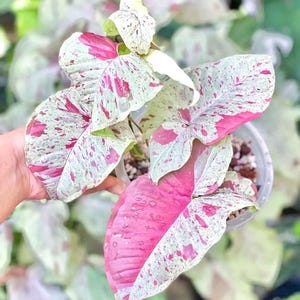 May include: Close-up of a Syngonium podophyllum 'Pink Splash' plant. The leaves are a mix of white, light green, and vibrant pink, with a speckled pattern. The plant is in a clear plastic pot, showcasing the soil and roots.