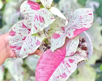 Syngonium Milk confetti starter plant *(ALL starter plants require you to purchase any 2 plants)**