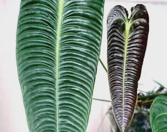 Anthurium Veitchii king narrow form starter plant *(ALL starter plants require you to purchase any 2 plants)*
