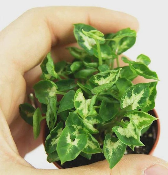 Syngonium mini pixie compact plant *(ALL plants require you to purchase any 2 plants)*