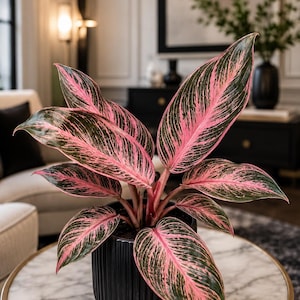 May include: An Aglaonema plant with vibrant pink and dark green variegated leaves, featuring prominent pink veins and edges. The plant is potted in a matte black, vertically ribbed cylindrical ceramic planter with a clean, modern aesthetic.