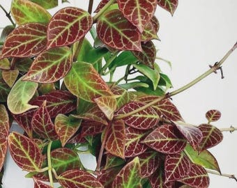 Hoya sunrise starter plant *(ALL plants require you to purchase any 2 plants)*