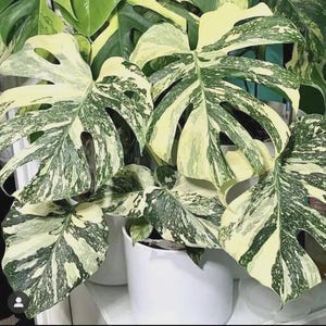 philodendron blatt bewurzeln Philodendron ushanum – Hemiepiphyt mit dicken Blättern