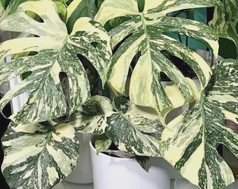 Monstera Thai Constellation starter plant * *(ALL starter plants require you to purchase any 2 plants)*
