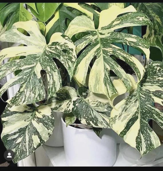 Monstera Thai Constellation starter plant * *(ALL plants require you to purchase any 2 plants)*