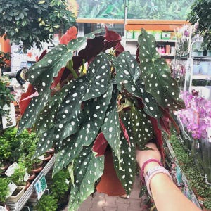 May include: A close-up of a potted Begonia maculata plant. The plant features large, dark green leaves with white polka dots and red undersides. The plant is in a brown pot, and the background shows a plant nursery.