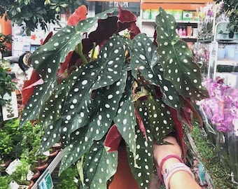 Begonia rex maculata "angel wing" starter plant *(ALL starter plants require you to purchase any 2 plants)*