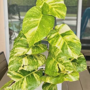May include: A vibrant houseplant with large, heart-shaped leaves. The leaves are a mix of bright green and creamy yellow, creating a striking contrast. The plant is in a white woven pot, sitting on a wooden table.