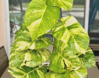 Giant Hawaiian pothos starter plant * *(ALL plants require you to purchase any 2 plants)*