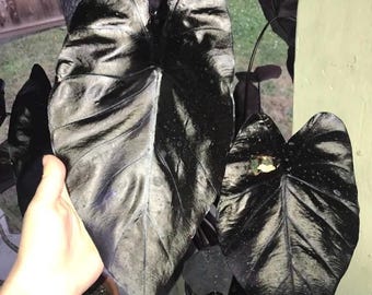 Colocasia Electric Gecko starter plant * *(ALL starter plants require you to purchase any 2 plants)*