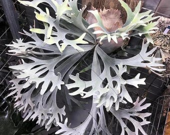 Platycerium Jenny, TC - Etsy