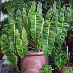 care for philodendron xanadu Philodendron Xanadu | 80cm main image 1