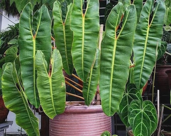 Philodendron Billietiae starter plant * *(ALL starter plants require you to purchase any 2 plants)*
