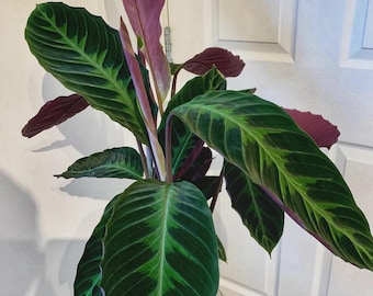 Calathea warscewiczii starter plant * *(ALL starter plants require you to purchase any 2 plants)*