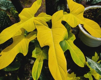 Philodendron Golden Violin, planta de iniciación única *(Todas las plantas requieren la compra de 2 plantas)*