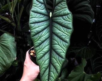 Alocasia platinum Bisma starter plant *(ALL starter plants require you to purchase any 2 plants)*