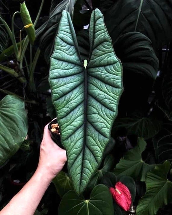Alocasia platinum Bisma starter plant *(ALL plants require you to purchase any 2 plants)*