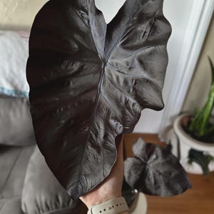 May include: A large, dark purple leaf with prominent veins is held up. The leaf has a velvety texture and a deep, almost black color. Another smaller leaf is visible in the background. The plant appears to be a type of tropical houseplant.