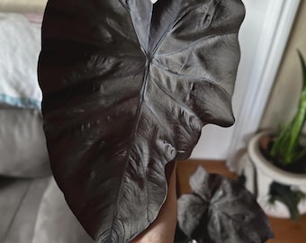 Elephant Ear Plants | Esculenta Black Magic | (4-pack) Easy-to-grow  Colocasia, Perfect for Indoor/outdoor - Etsy
