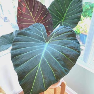 Alocasia Regal Shield Albo - Etsy