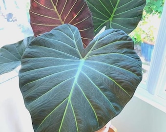Planta joven de Alocasia regal shield *(Todas las plantas requieren la compra de 2 plantas)*