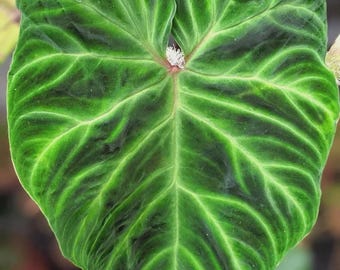 Philodendron Verrucosum starter plant *(ALL plants require you to purchase any 2 plants)*