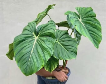 Philodendron Dean Mcdowell starter plant *(ALL starter plants require you to purchase any 2 plants)*
