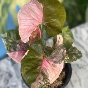May include: A Syngonium podophyllum plant with variegated arrow-shaped leaves featuring a mix of deep forest green and soft pastel pink coloration. The plant is potted in a black plastic container filled with sphagnum moss as a growing medium.