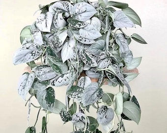 May include: A trailing Scindapsus pictus plant featuring heart-shaped leaves with a variegated pattern of silvery-grey and deep green splashes. The foliage is dense and cascading, with a matte texture and distinct silver markings across the surface.