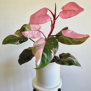 May include: A Pink Princess Philodendron plant with large, heart-shaped leaves. The leaves are a mix of deep green and vibrant pink, with some leaves almost entirely pink. The plant is potted in a white ceramic pot, sitting on a white and black stand.
