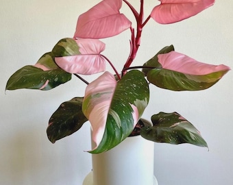 May include: A Pink Princess Philodendron plant with large, heart-shaped leaves. The leaves are a mix of deep green and vibrant pink, with some leaves almost entirely pink. The plant is potted in a white ceramic pot, sitting on a white and black stand.