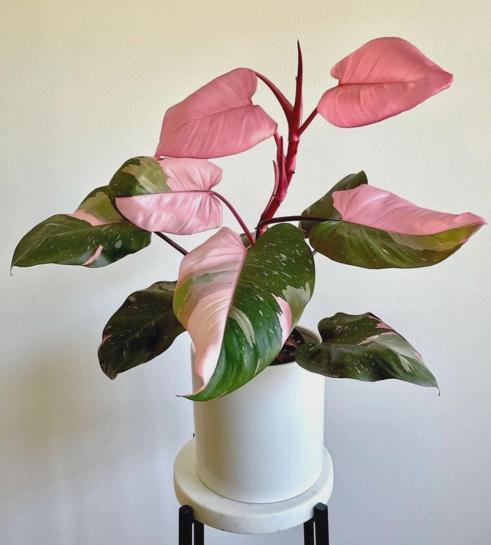 Alocasia Pink Princess - Etsy