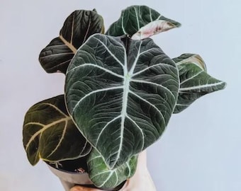 Alocasia black velvet XL starter plant *(ALL plants require you to purchase any 2 plants)*
