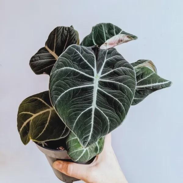Alocasia black velvet XL starter plant *(ALL plants require you to purchase any 2 plants)*